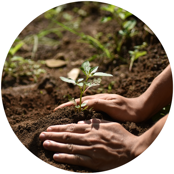 one-tree-planted-product-page